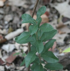 Sideroxylon lanuginosum