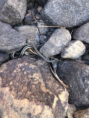 Thamnophis elegans elegans