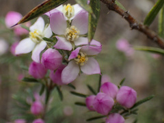 Boronia pilosa