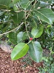 Ficus altissima