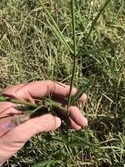 Verbena brasiliensis