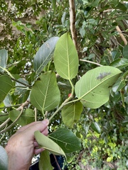 Ficus altissima