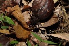 Sphaerospira fraseri