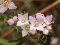 Boronia pilosa