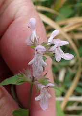 Stachys tenuifolia