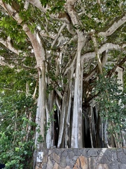 Ficus altissima
