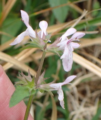 Stachys tenuifolia