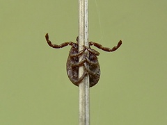 Dermacentor marginatus