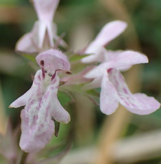 Stachys tenuifolia
