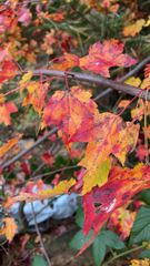 Acer ginnala
