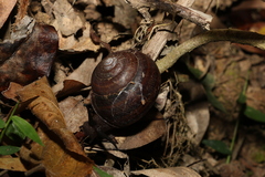 Sphaerospira fraseri