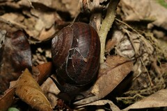 Sphaerospira fraseri