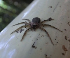 Siamspinops formosensis