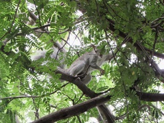 Sciurus yucatanensis