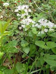 Allium drummondii