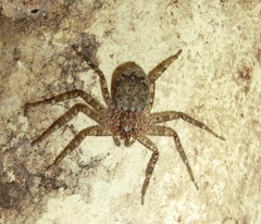 Siamspinops formosensis
