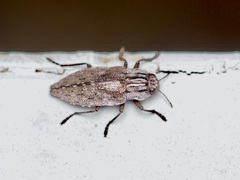 Dicerca punctulata