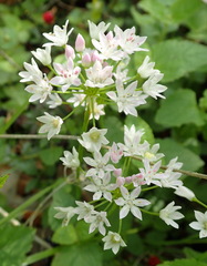 Allium drummondii