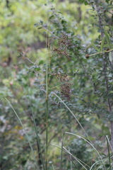 Cladium mariscus