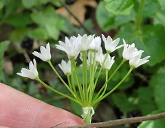 Allium drummondii