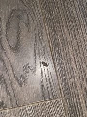 Porcellionides pruinosus