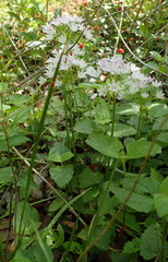 Allium drummondii