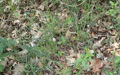 Allium drummondii