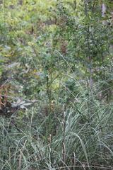 Cladium mariscus