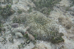 Stichodactyla helianthus