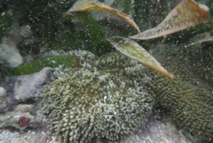 Stichodactyla helianthus
