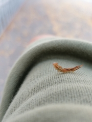 Watsonalla cultraria