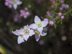 Boronia pilosa