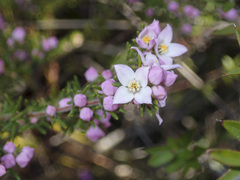 Boronia pilosa