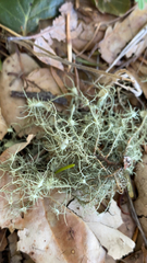 Usnea intermedia