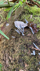 Xylaria hypoxylon
