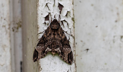 Psilogramma discistriga