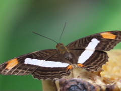 Adelpha basiloides