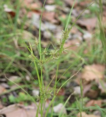 Cyperus ochraceus