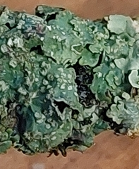 Punctelia jeckeri
