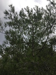 Pinus halepensis