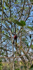 Ficus opposita