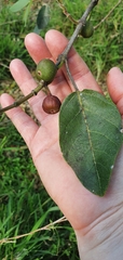 Ficus opposita