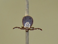 Dermacentor marginatus