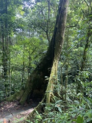 Dussia macroprophyllata