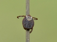 Dermacentor marginatus