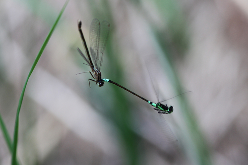 Norfolk damselfly
