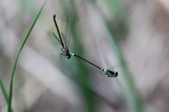 Coenagrion armatum
