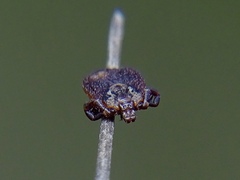 Dermacentor marginatus