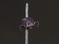 Dermacentor marginatus