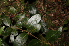 Cleistanthus cunninghamii